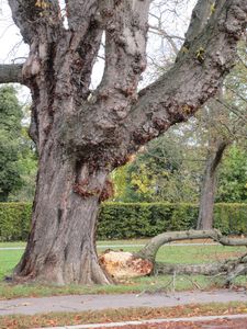 Schloss und Schlossgarten Schwetzingen, Baum mit abgefallenem Ast